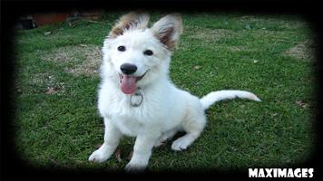 White German Shepherd ポスター