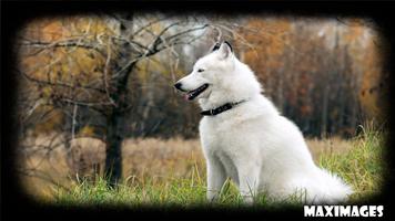 White German Shepherd スクリーンショット 1