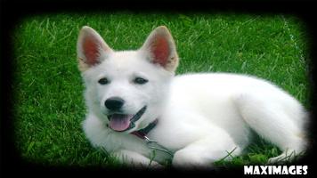 White German Shepherd スクリーンショット 2