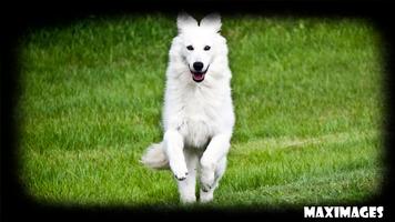 White German Shepherd スクリーンショット 3