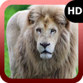 White Lion Pack 2 Wallpaper