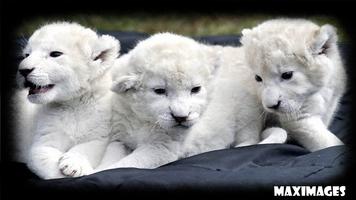 White Lion Wallpaper 截圖 3