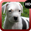 White Pitbull Wallpaper APK