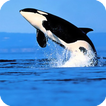 ”Orca Live Wallpaper