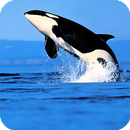 APK Orca Live Wallpaper