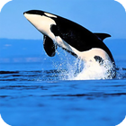 Orca Live Wallpaper-icoon