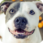 Icona Pitbull Live Wallpaper