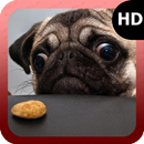 Pug Dog Wallpaper APK