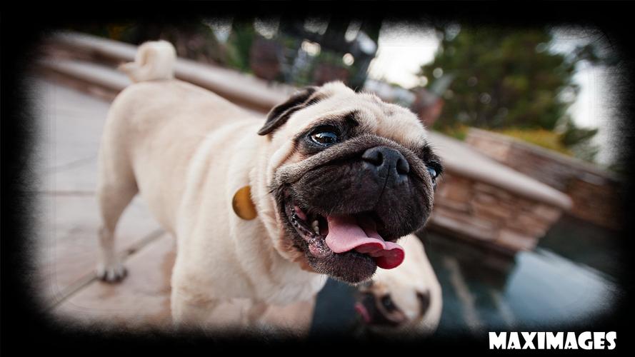 Pug Dog Wallpaper For Android Apk Download - pug dog roblox