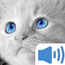Meow Cat Sounds APK