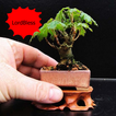 New Mini Bonsai