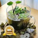 Mini Pond Ideas APK