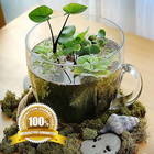 Mini Pond Ideas-icoon