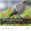 Mockingbird Sounds APK
