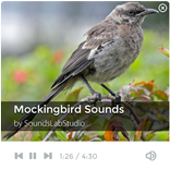 Mockingbird Sounds