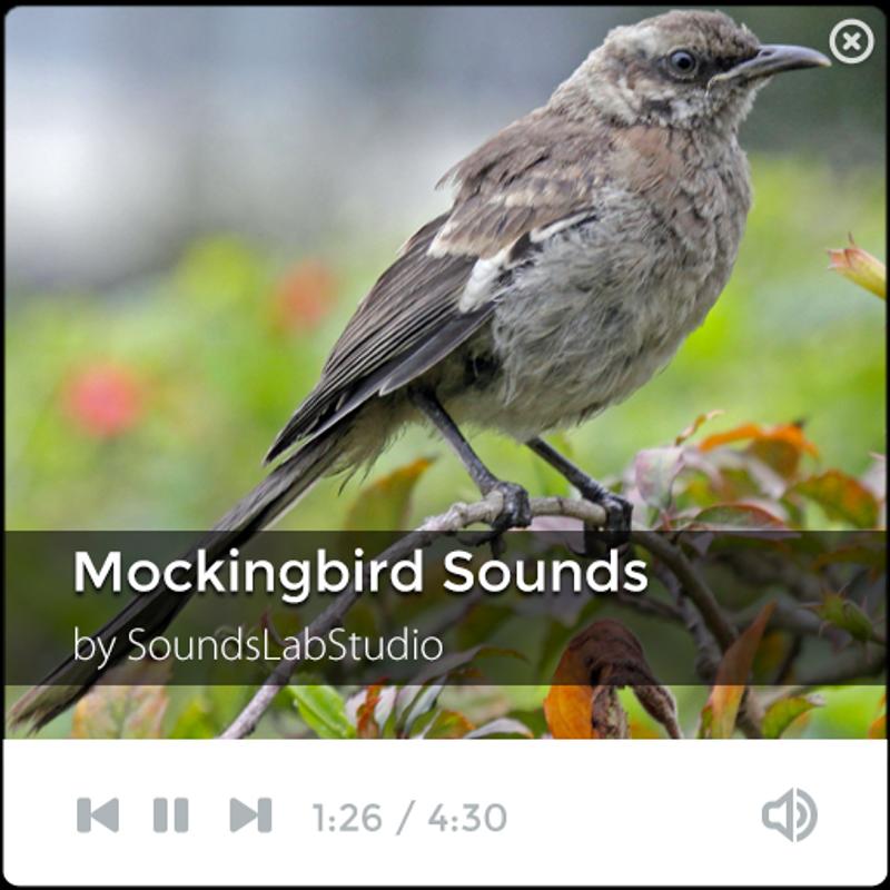 mockingbird sounds download Download mockingbird sounds: mockingbird singing google play.
