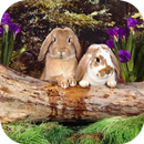 APK Rabbits. Nature Wallpapers