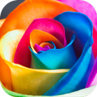 Rose. Super Wallpapers icon