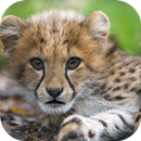 Baby Cheetah Wallpaper-APK