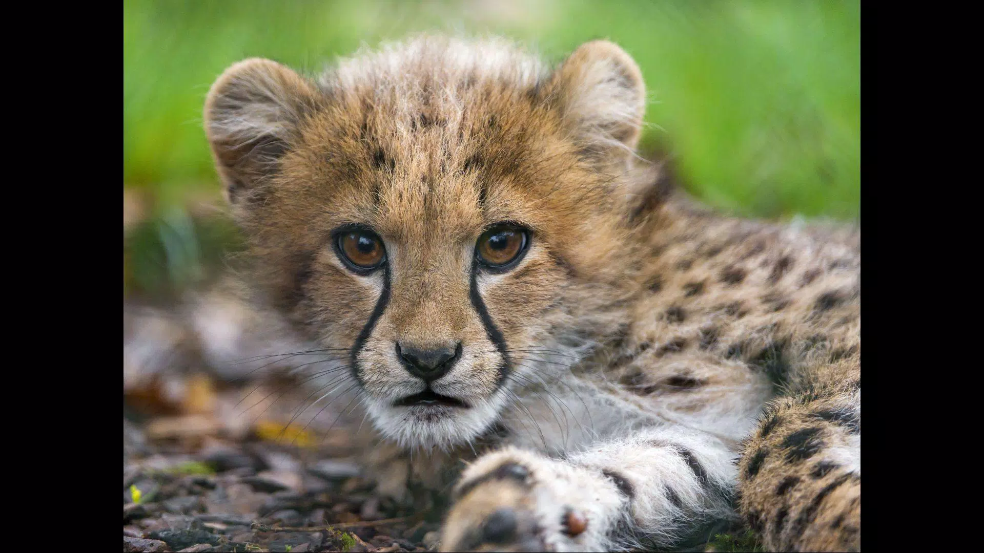 Baby Cheetah Wallpaper For Android Apk Download Baby Cheetah Wallpaper For Android Apk Download