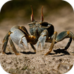 Crab. Nature Wallpapers