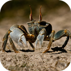 Crab. Nature Wallpapers ไอคอน