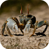 Crab. Nature Wallpapers icône