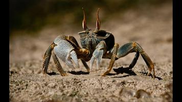 Crab. Nature Wallpapers 海报