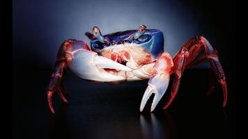 برنامه‌نما Crab. Nature Wallpapers عکس از صفحه