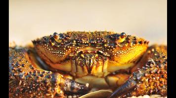 Crab. Nature Wallpapers Ekran Görüntüsü 2