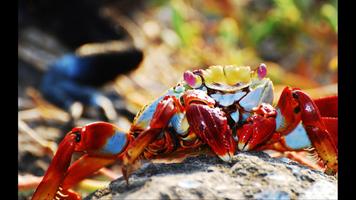 Crab. Nature Wallpapers capture d'écran 3
