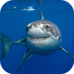 Great White Shark. Wallpapers