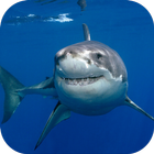 Great White Shark. Wallpapers icône
