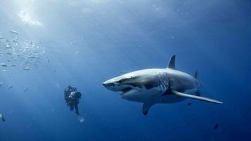 Great White Shark. Wallpapers capture d'écran 1