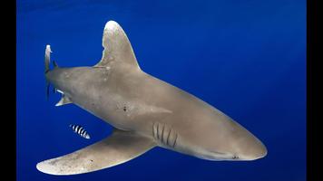 2 Schermata Great White Shark. Wallpapers