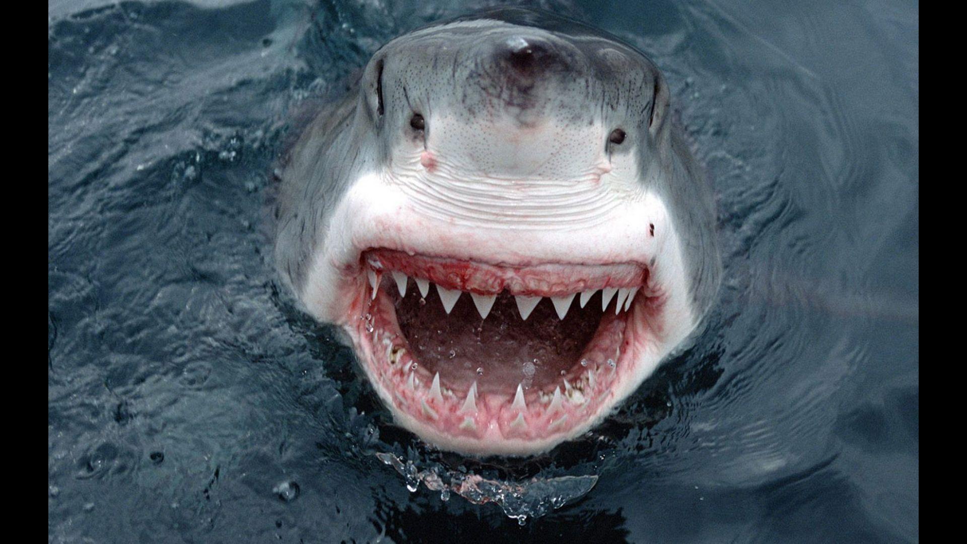 Great White Shark Wallpapers for Android APK Download Great White Shark Wallpapers for Android APK Download