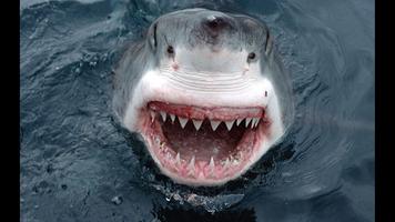 Great White Shark. Wallpapers capture d'écran 3