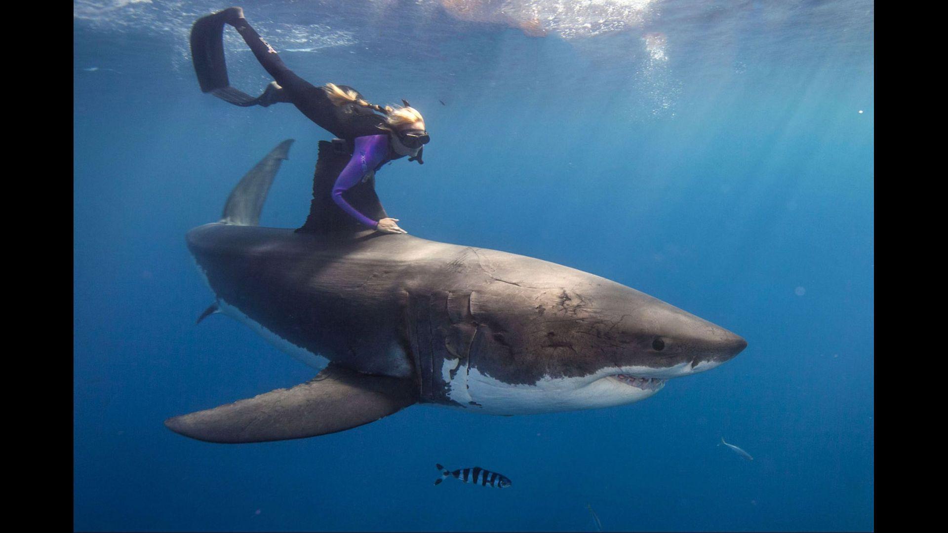 Great White Shark Wallpapers for Android APK Download Great White Shark Wallpapers for Android APK Download