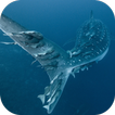 Whale Shark. Wallpapers
