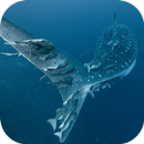 APK Whale Shark. Wallpapers