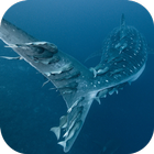 Whale Shark. Wallpapers icon