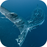 Whale Shark. Wallpapers icône