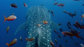 Whale Shark. Wallpapers capture d'écran 1