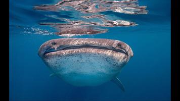 Whale Shark. Wallpapers capture d'écran 2