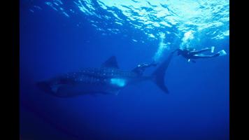 Whale Shark. Wallpapers capture d'écran 3