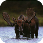 Moose. Nature Wallpapers icône