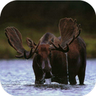 Moose. Nature Wallpapers أيقونة