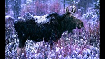 Moose. Nature Wallpapers imagem de tela 1