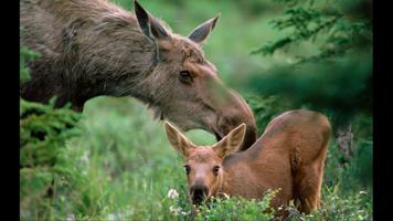 2 Schermata Moose. Nature Wallpapers