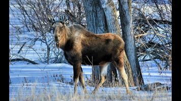Moose. Nature Wallpapers تصوير الشاشة 3